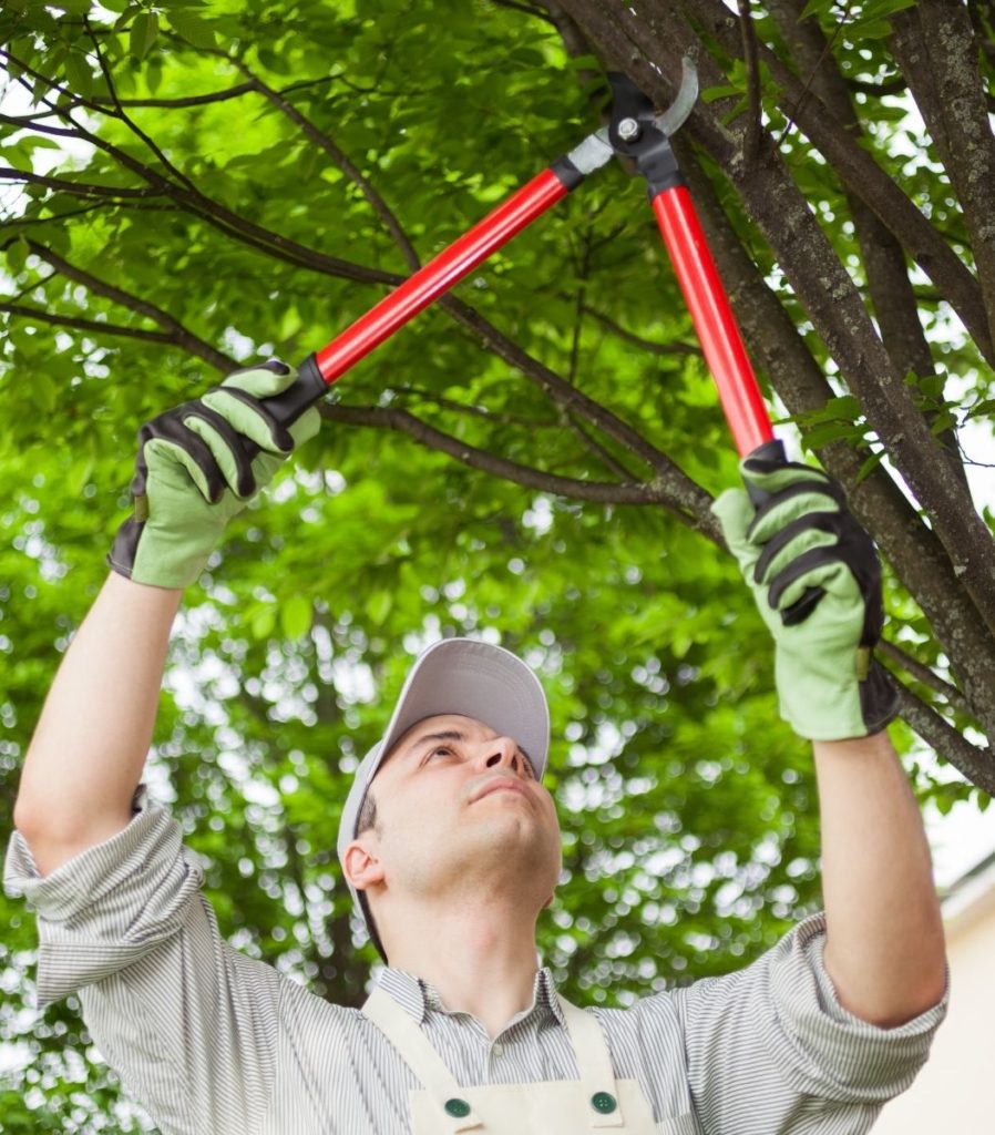 man trimming the branches of a small tree