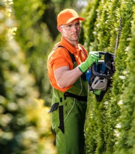 man trimming hedges with a chainsaw