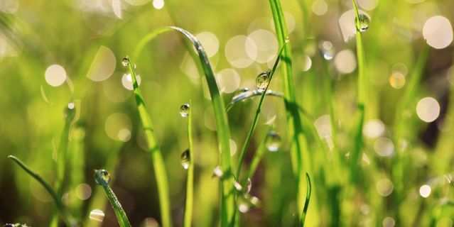 can lawnmowers get wet